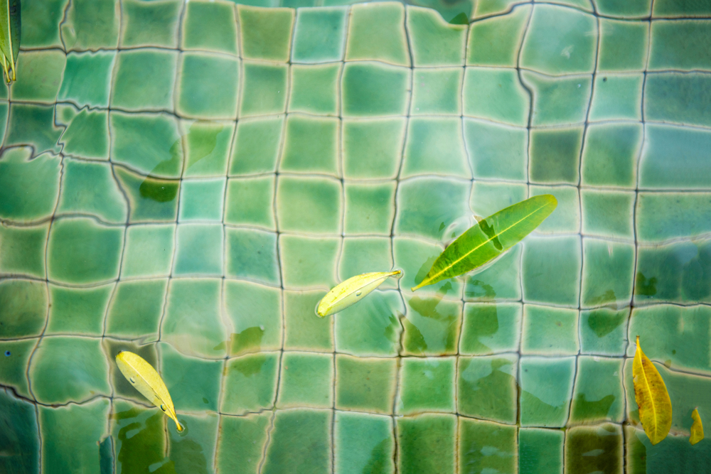 Présence de feuille morte dans une piscine