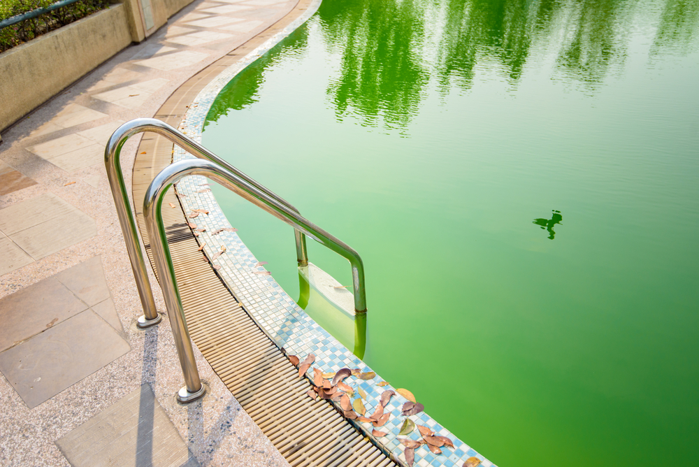 Présence d'algues dans une piscine