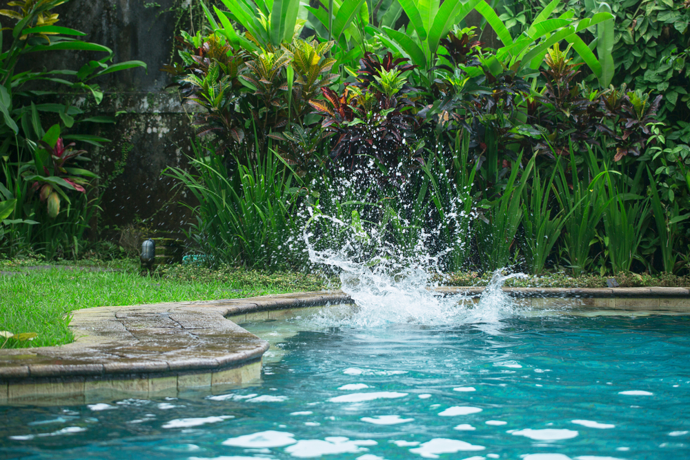zone de lagunage d'une piscine naturelle
